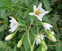 alt=Description de l'image Solanum nigrescens 1.jpg.