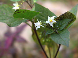 Schwarzer Nachtschatten: Blüte – Juni aus Kyoto, CC BY-SA 2.0