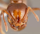 Solenopsis invicta casent0005804 head 1.jpg