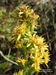 Solidago-virgaurea Biel-1 BIB.jpg