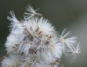 Die ersten Samen werden vom Wind herausgelöst. (Bild: W. Wohlers, JKI)