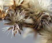 Die Flughaare sind 2,5 mm lang. (Bild: W. Wohlers, JKI)