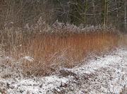 Manchmal sind die abgestorbenen Stängel im Winter orange rot gefärbt. (Bild: W. Wohlers, JKI)