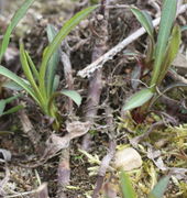 Die Ausläufer werden 1 cm dick. (Bild: W. Wohlers, JKI)