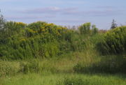 An Straßenrändern und auf Ödland kann die Kanadische Goldrute dichte Bestände bilden. (Bild: W. Wohlers, JKI)