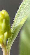 Ein Seitentrieb mit Knospen. Die Blätter sind kahl, nur der Rand ist mit kurzen, zur Blattspitze weisenden Haaren besetzt. (Bild: W. Wohlers, JKI)