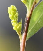 Ein Seitentrieb mit Knospen. (Bild: W. Wohlers, JKI)