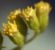 Zwischen den Blütchen sind weiße Haare zu sehen. Das sind bereits die Flughaare der Samen. (Bild: W. Wohlers, JKI)