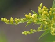 Viele kleine, im Durchmesser nur 3 bis 5 mm große, gelbgrüne Knospen. (Bild: W. Wohlers, JKI)