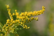 Viele, gelbe Blüten, bei denen bei genauem Hinsehen die langen Antherenröhren und Narben auffallen. (Bild: W. Wohlers, JKI)