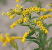 Ein reifender Trieb mit bereits verbräunten Blüten. (Bild: W. Wohlers, JKI)