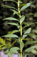 Solidago canadensis IPM1553188.jpg