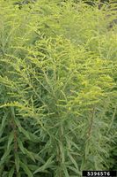 Solidago canadensis IPM5396576.jpg