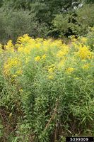 Solidago canadensis IPM5399309.jpg