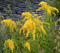 Solidago gigantea01.jpg