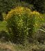 Solidago gigantea A.jpg