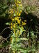 Solidago virgaurea09.jpg