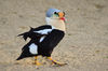 Somateria spectabilis (King Eider - Prachteiderente) - Weltvogelpark Walsrode 2012-43.jpg