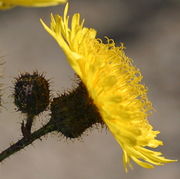 Ein Blütenkorb von der Seite. Sie haben einen Durchmesser von 5 cm. (Bild: W. Wohlers, JKI)