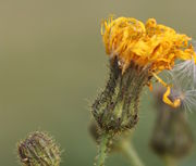 Nach der Blüte schließt sich der Korb. (Bild: W. Wohlers, JKI)