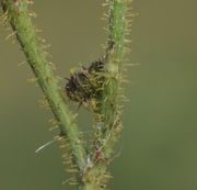 Die Stängel und Blüten-Hüllblätter sind eng mit Drüsenhaaren besetzt. (Bild: W. Wohlers, JKI)