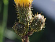 Neben dem Zentralblütenkorb sprießen weitere Knospen. (Bild: W. Wohlers, JKI)