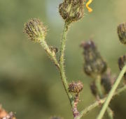 Die Stängel strecken sich. Die Knospen stehen weiter auseinander. (Bild: W. Wohlers, JKI)