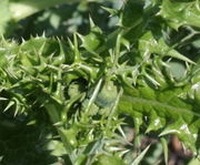 In dem Gewirr von Zähnen wachsen die Knospen. (Bild: W. Wohlers, JKI)