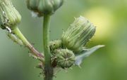 Die Blütenkörbe haben drei Reihen Hüllblätter. (Bild: W. Wohlers, JKI)