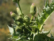 Aus den Knospen beginnen die Blütenblätter zu wachsen. (Bild: W. Wohlers, JKI)