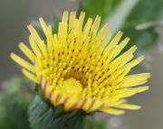 Die äußeren Zungenblüten sind besonders lang. (Bild: W. Wohlers, JKI)