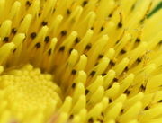 Die Zungenblüten sind Blütenröhren, die an einer Seite offen stehen und sich dann nach oben öffnen. (Bild: W. Wohlers, JKI)