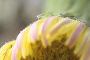 Die Zungenblüten sind außen leicht behaart. (Bild: W. Wohlers, JKI)
