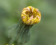 Die Blütchen trocknen ein. (Bild: W. Wohlers, JKI)