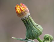 Alle Blüten werden weiter herausgeschoben, die weiße Basis der Blüten wird sichtbar. (Bild: W. Wohlers, JKI)
