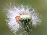 Die Hüllblätter sind ganz zurückgeschlagen. (Bild: W. Wohlers)
