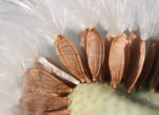 Die flachen Samen haben auf jeder Seite drei Rippen und an der Basis einen kleinen Knoten. (Bild: W. Wohlers, JKI)