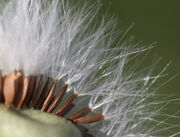 Der Samen ist 3 mm lang, die einfachen Flughaare 10 mm. (Bild: W. Wohlers, JKI)