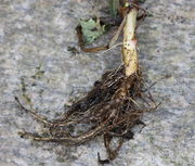 Eine Pfahlwurzel einer 5 Monate alten Pflanze, 1 cm dick, der Hauptstängel ist ebenso dick. (Bild: W. Wohlers, JKI)