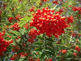 Sorbus aucuparia fruits JR Press.JPG