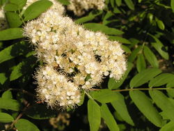 Vogelbeere: Blüte – Andrew Butko, CC BY-SA 3.0