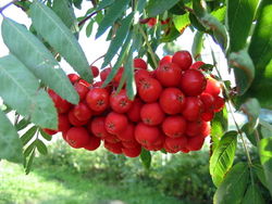 Vogelbeere: Frucht – Krzysztof P. Jasiutowicz, CC BY-SA 3.0