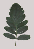 Sorbus hybrida single leaf grey background JR Press.jpg