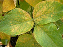 Soybean rust.jpg