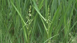 Ästiger Igelkolben: Pflanze – Pristurus, CC BY-SA 3.0