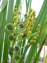 Ästiger Igelkolben: Blüte – Kristian Peters -- Fabelfroh, CC BY-SA 3.0