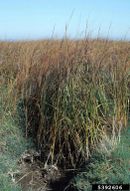 Spartina alterniflora IPM5392606.jpg