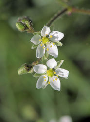 Acker-Spark: Blüte – Rasbak, CC BY-SA 3.0