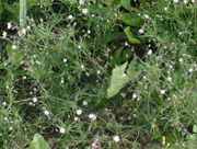 Die Blüten stehen aufrecht. (Bild: W. Wohlers, JKI)