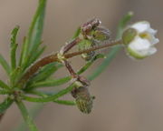 Die Kelchblätter, hier bei den Knospen, sind behaart. (Bild: W. Wohlers, JKI)